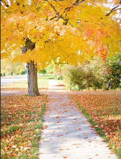 Driveway Pavers